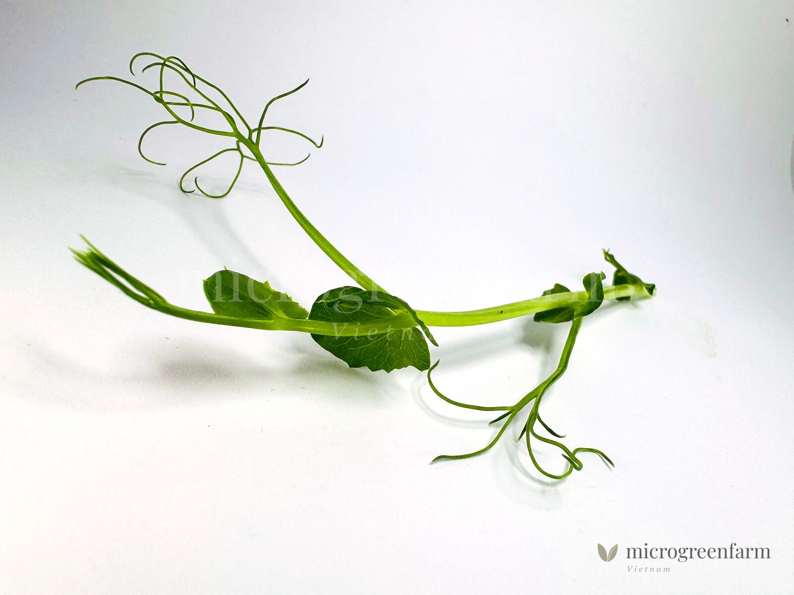 Hộp rau mầm đã cắt