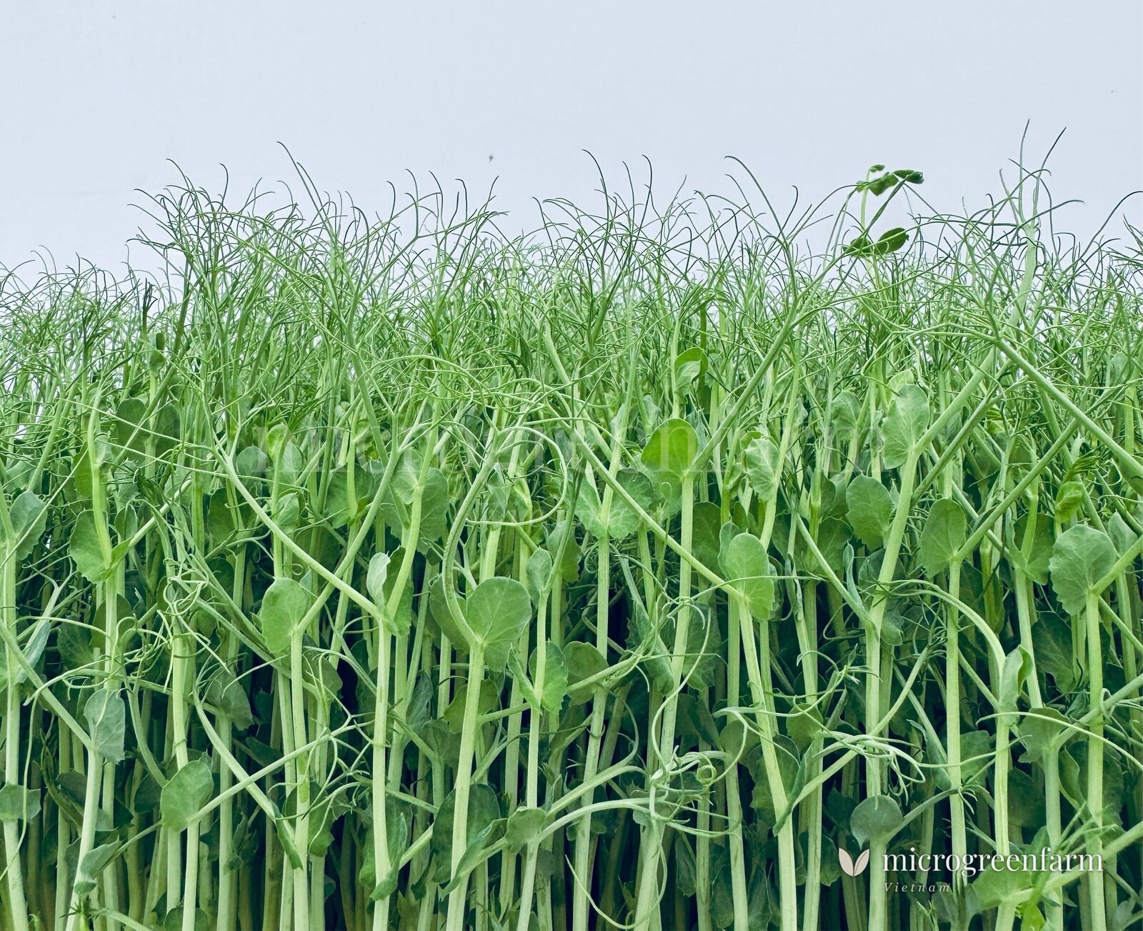 Hạt đậu Hà Lan xanh