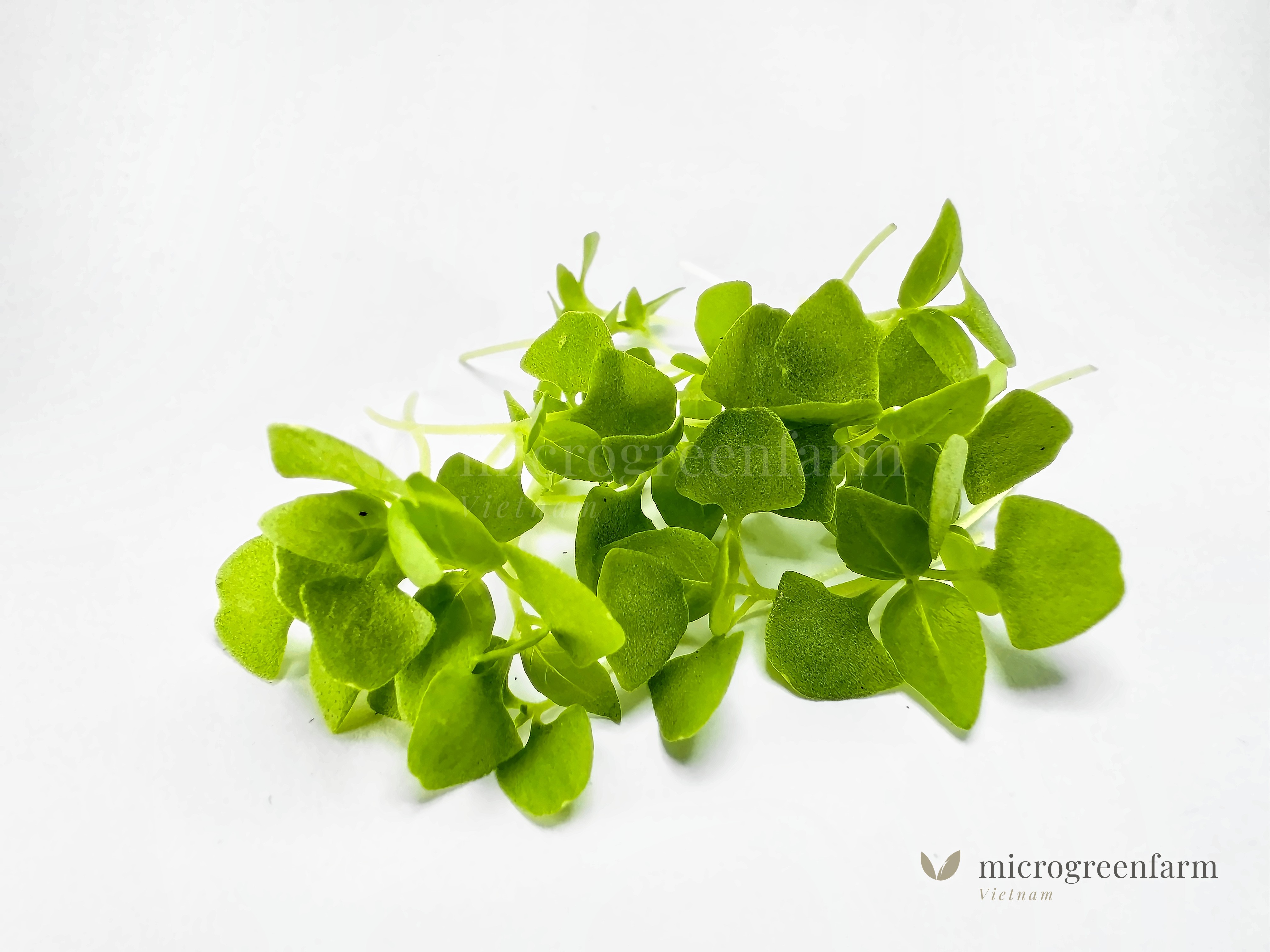 Rau mầm gia vị lá é