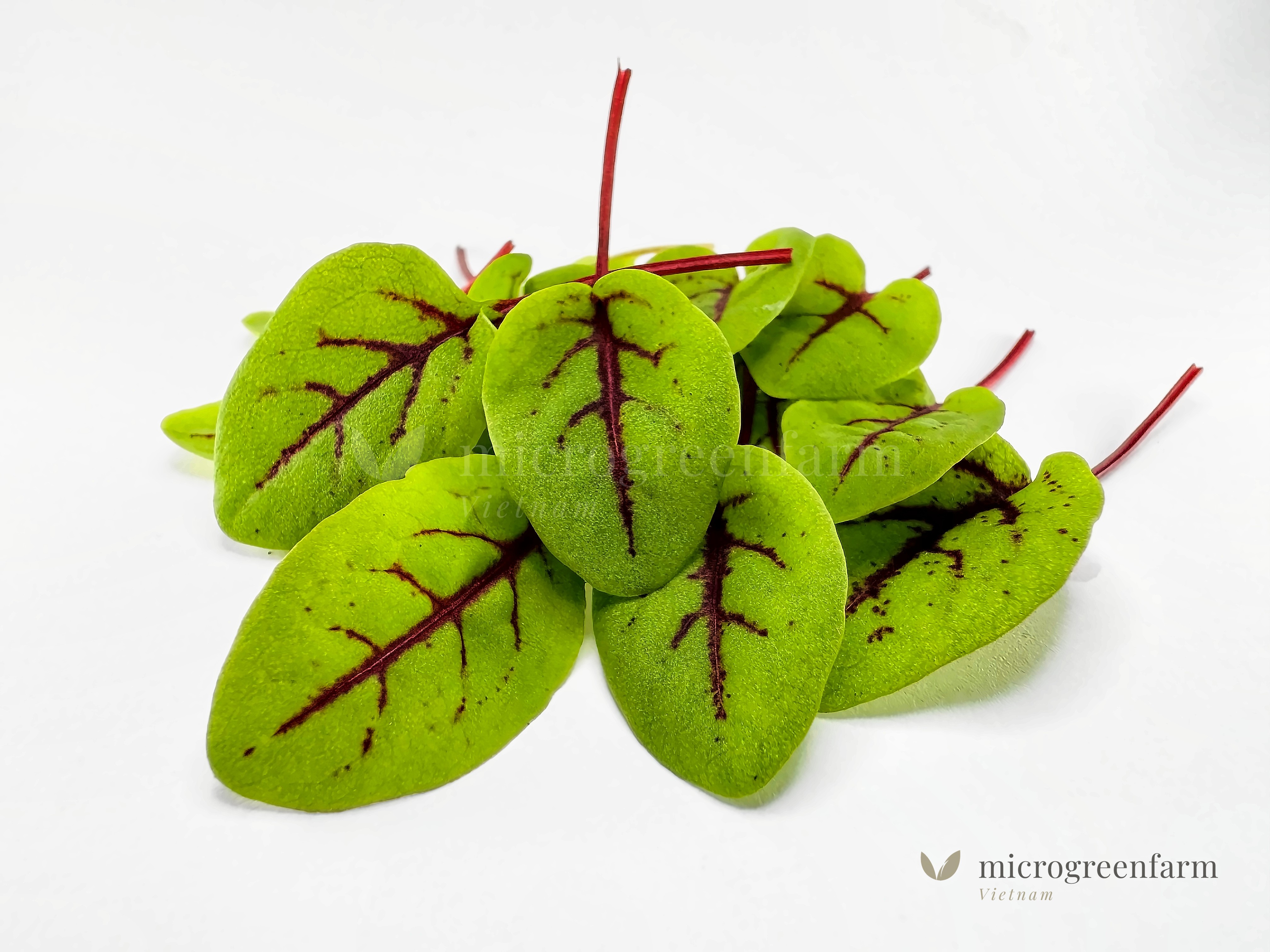 Lá mầm gân đỏ