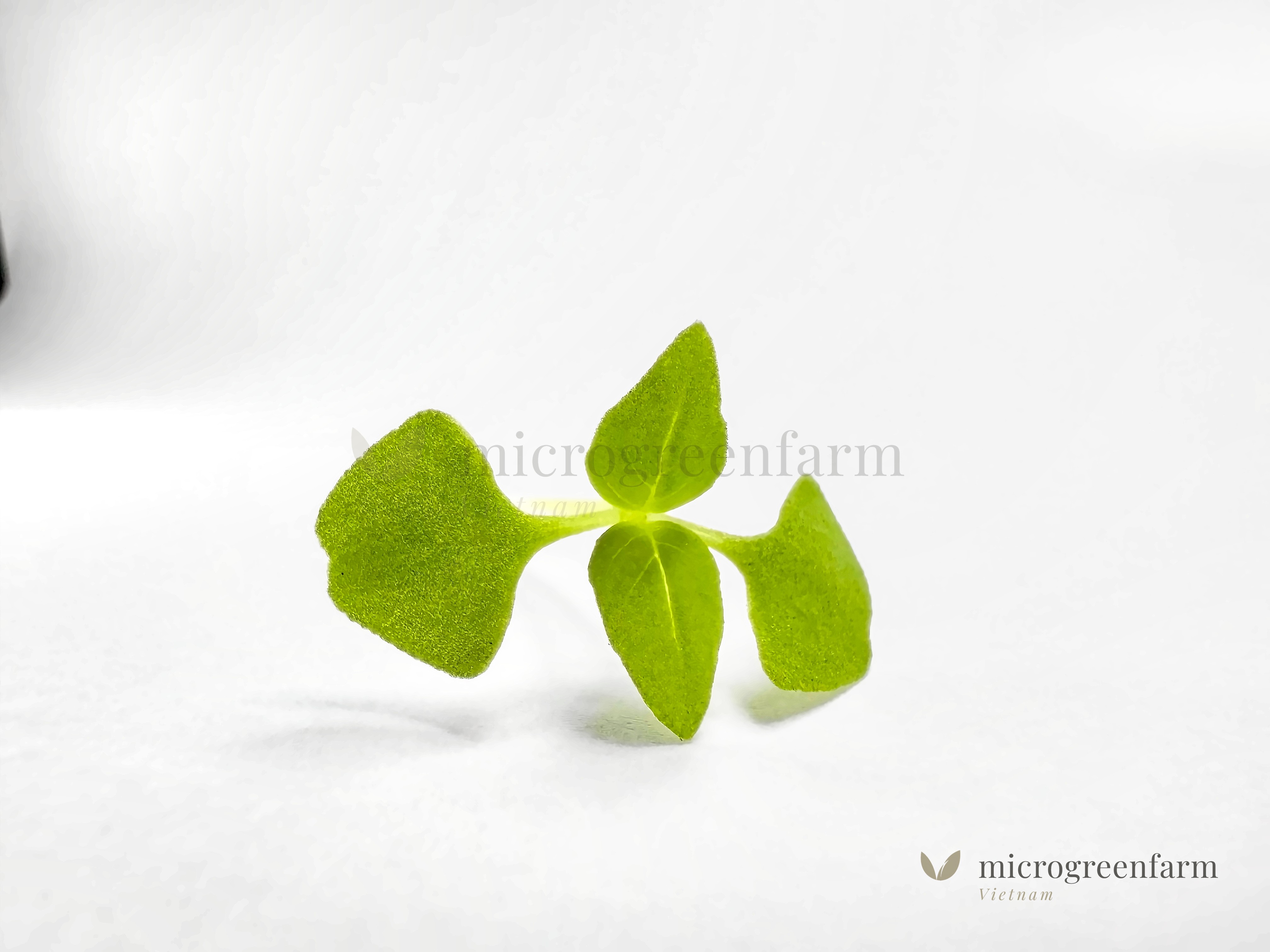 Rau mầm gia vị lá é