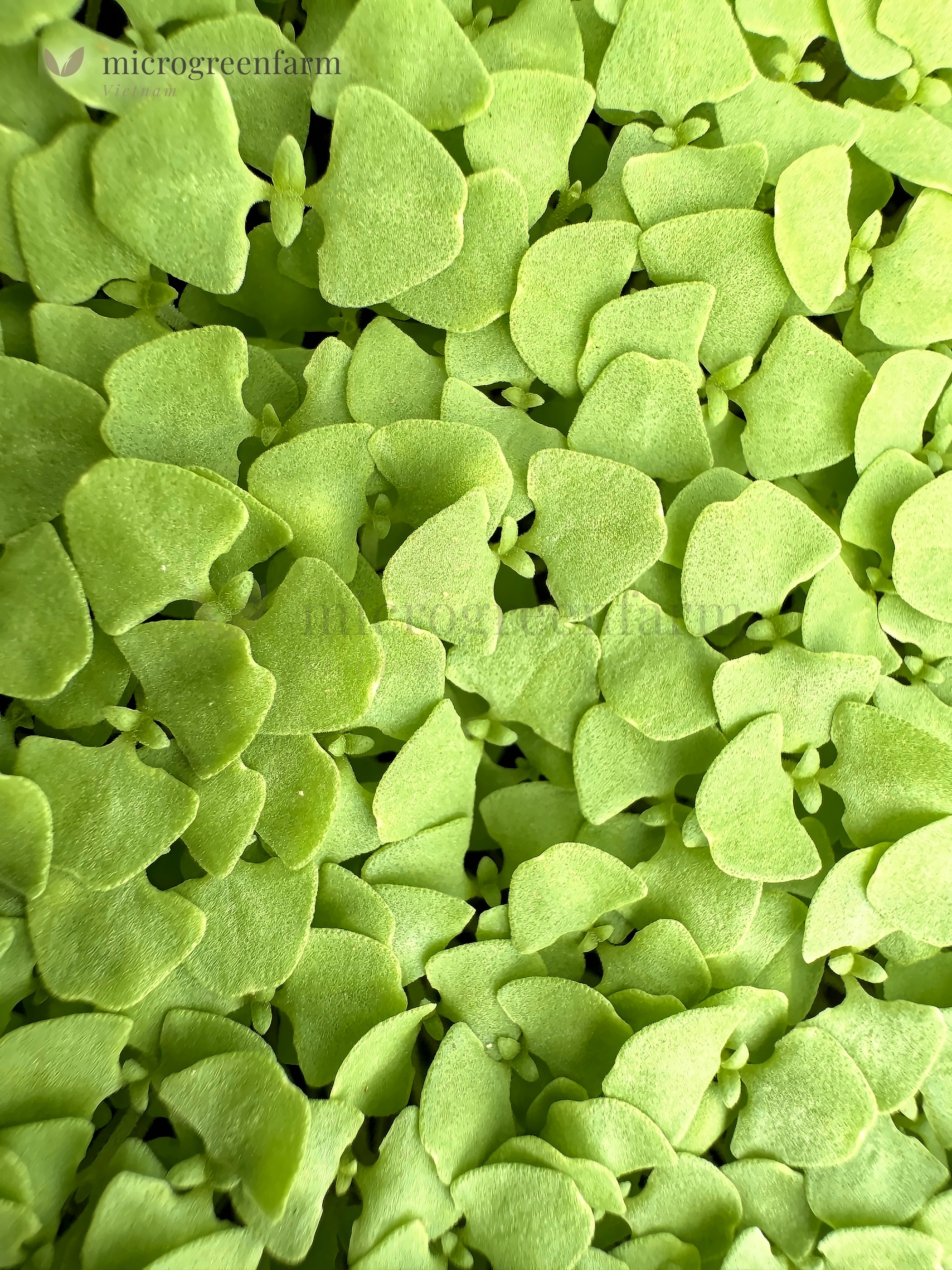 Rau mầm gia vị lá é