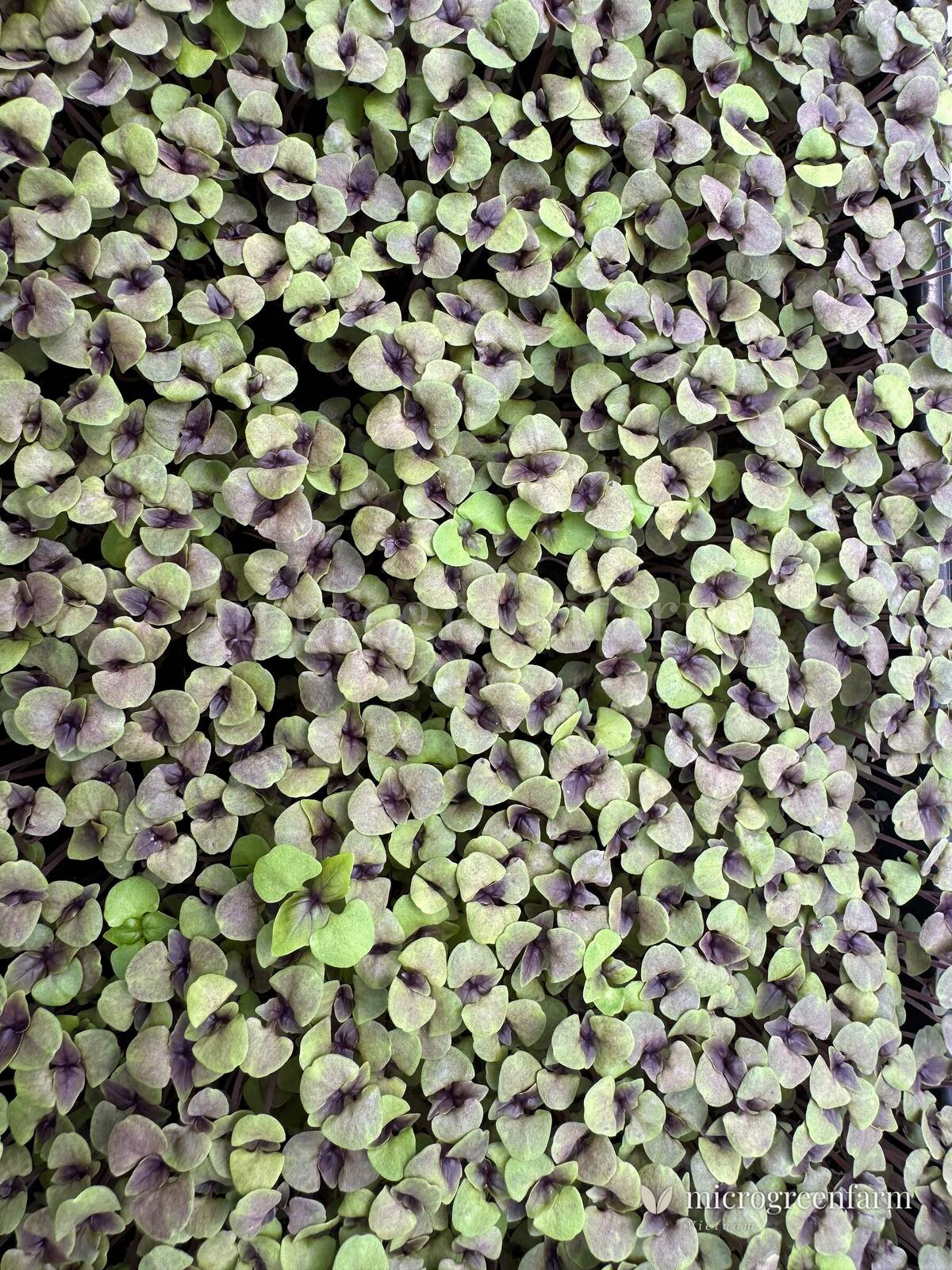Hạt húng quế tím