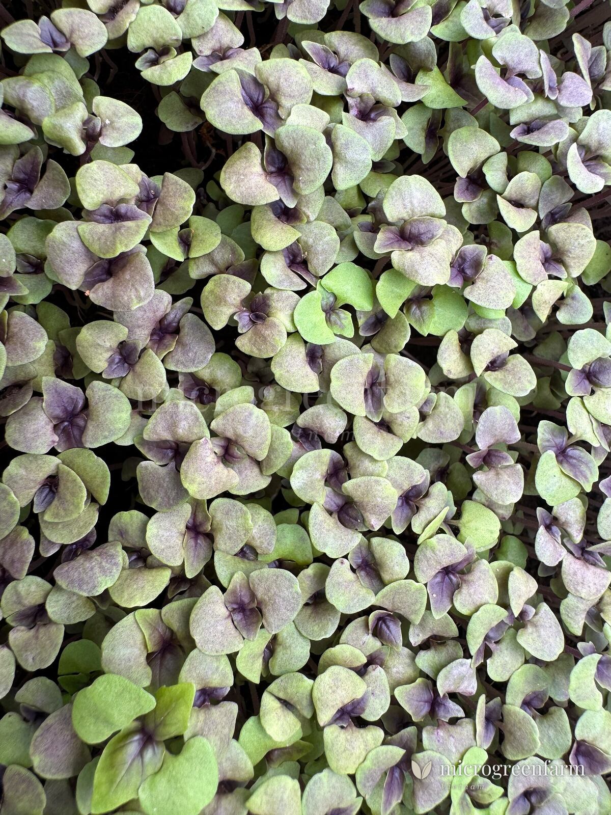 Rau mầm húng quế tím